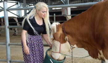 Hayvan pazarında kurbanlıklarını satıyor