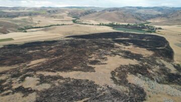 250 dönüm otluk alan kül oldu