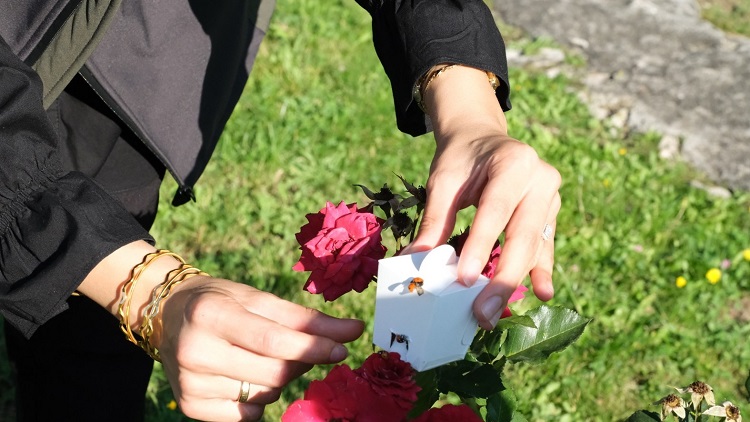 Yaprak bitine karşı biyolojik mücadele