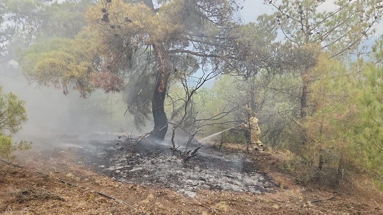 Ormana yıldırım düştü yangın çıktı