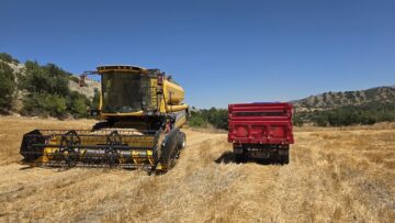 Kuraklık ile mahsuller yarıya düştü!