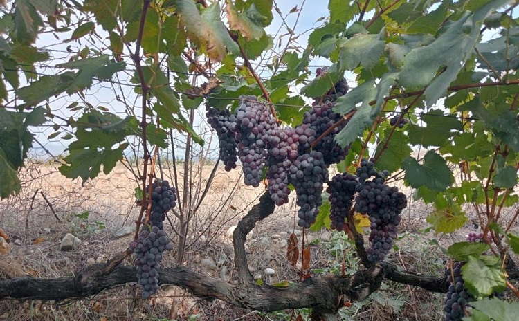 Osmancık karası üzümü tescillendi