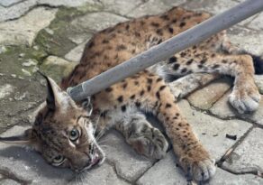 Evin bahçesine giren vaşak korkuttu!