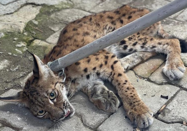 Evin bahçesine giren vaşak korkuttu!