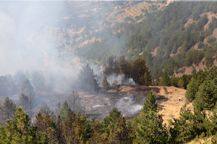 Ormanda yangın kontrol altına alındı