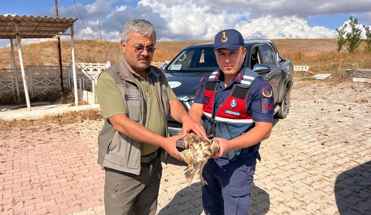 Jandarma’nın dikkati şahini kurtardı