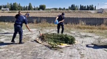 Kök kenevirler yakılarak imha edildi
