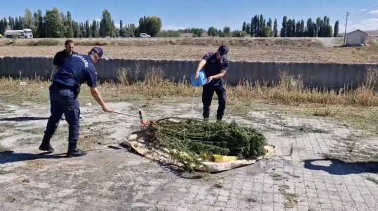 Kök kenevirler yakılarak imha edildi