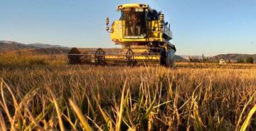 Çorum’un beyaz altınında hasat başladı