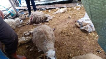 Kurt sürüsü 30 küçükbaş hayvanı telef etti