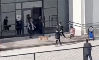 Okul bahçesine giren köpek korkuttu!