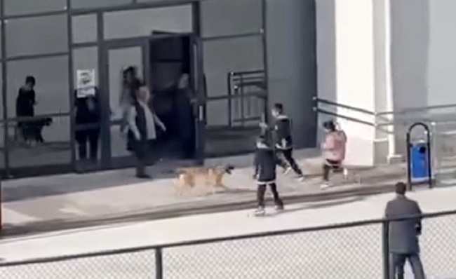 Okul bahçesine giren köpek korkuttu!