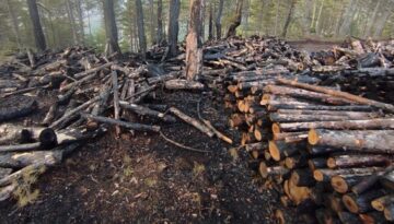 Yangında 80 ster çam ağacı zarar gördü