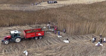 Çorum’da yeni bir gelir kapısı kenevir ekildi