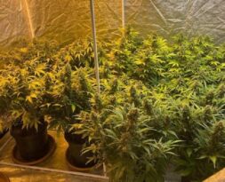 Uyuşturucuyu evinde özel sistemle yetiştirdi!