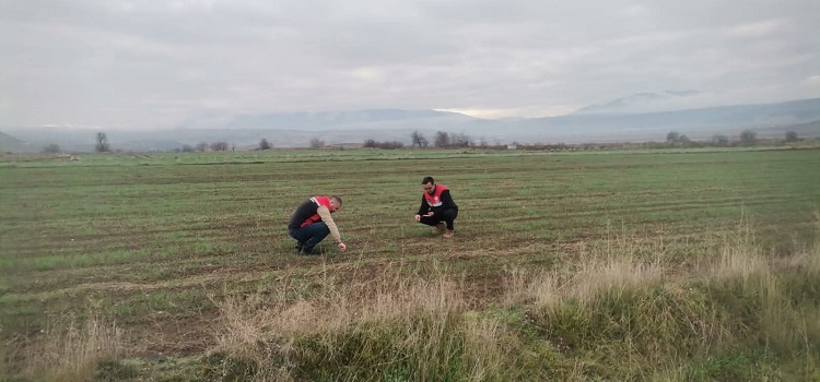 Ekim alanlarında fenolojik gözlem yapıldı