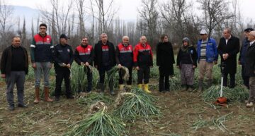 Tescilli Kışlacık pırasasında hasat başladı
