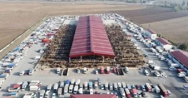 Hayvan pazarları yeniden açılacak