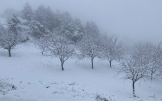 Çorum’da ceviz bahçeleri karla kaplandı
