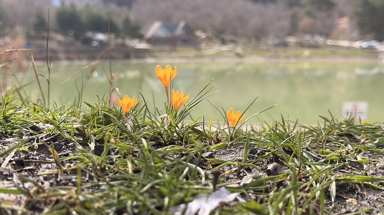 Yeşil Göl’ün çevresi çiğdemlerle kaplandı