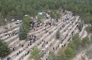 Çorum’da yüzlerce fidan toprakla buluştu