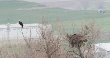  Şah kartal Çorum’da görüntülendi