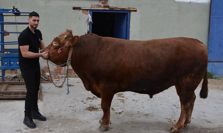 Bir ton 140 kiloluk dana 575 bine satıldı