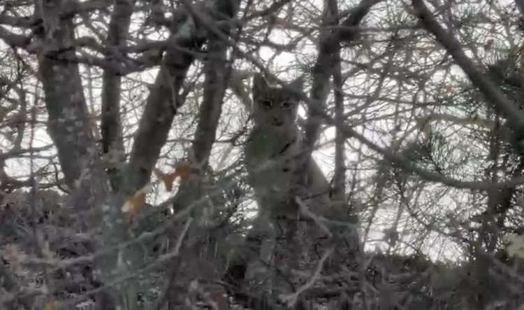 Çorum’da Avrasya vaşağı görüntülendi