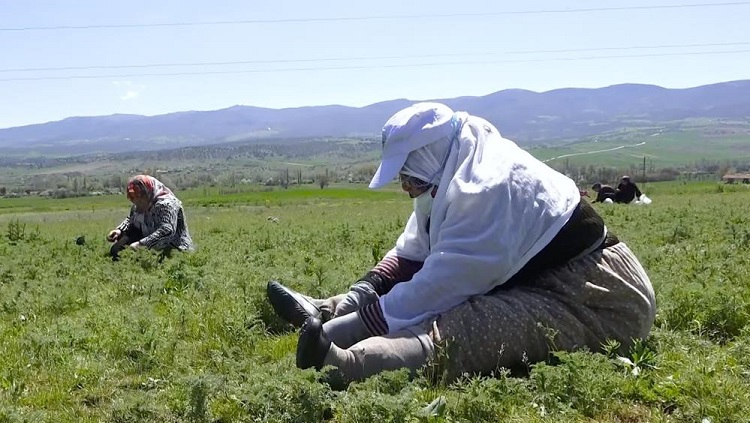 Çorum’da madımak otu mesaisi başladı