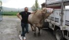 Kurbanlık tosun genco alıcısını bekliyor