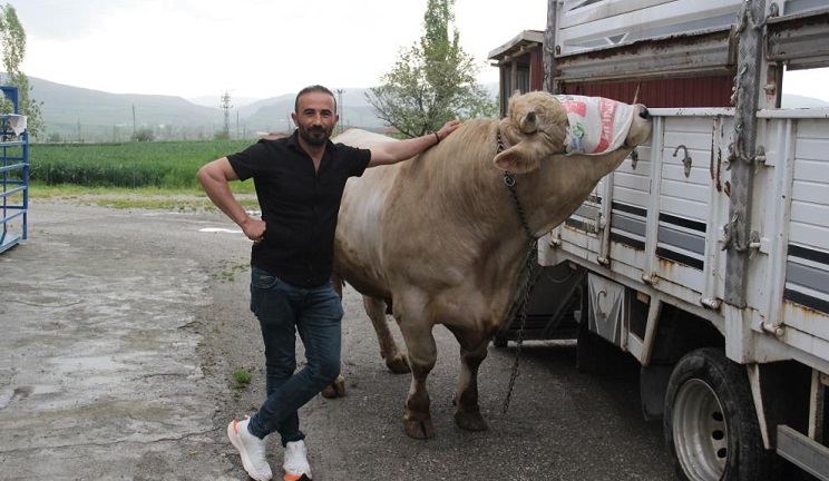 Kurbanlık tosun genco alıcısını bekliyor